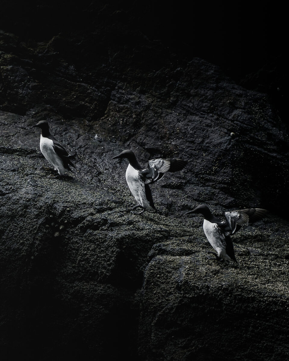 Three Guillemots standing on a rock